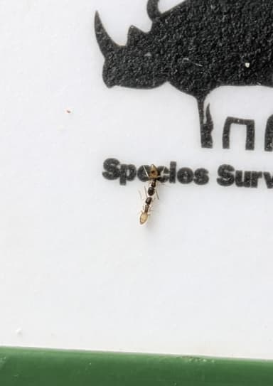 Tapinoma melanocephalum photo 75