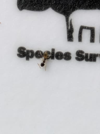 Tapinoma melanocephalum photo 81