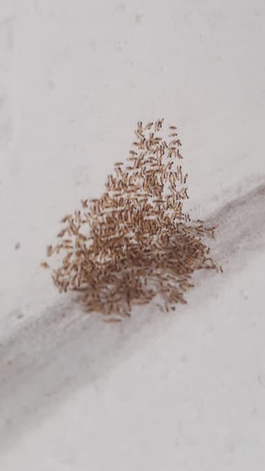 Tapinoma melanocephalum photo 83