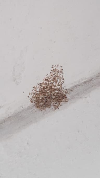 Tapinoma melanocephalum photo 84