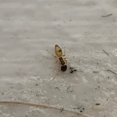 Tapinoma melanocephalum photo 85