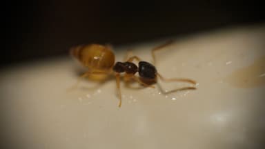 Tapinoma melanocephalum photo 86