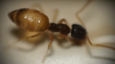 Tapinoma melanocephalum photo 87