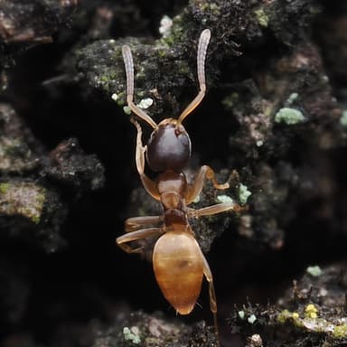 Tapinoma melanocephalum photo 88