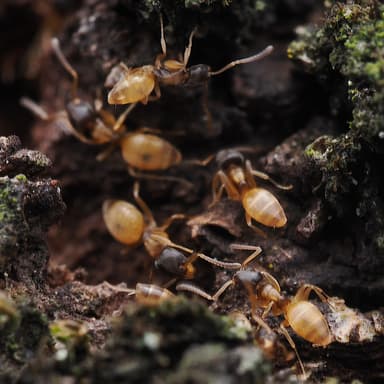 Tapinoma melanocephalum photo 89