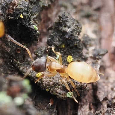 Tapinoma melanocephalum photo 90