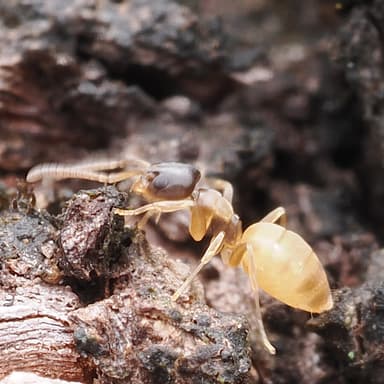 Tapinoma melanocephalum photo 91