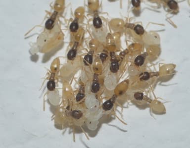 Tapinoma melanocephalum photo 92