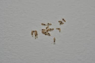 Tapinoma melanocephalum photo 93