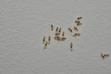 Tapinoma melanocephalum photo 94