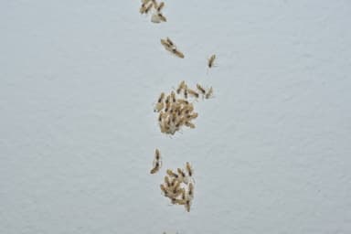 Tapinoma melanocephalum photo 95