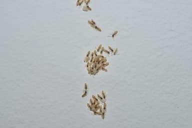 Tapinoma melanocephalum photo 96
