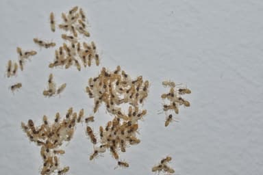 Tapinoma melanocephalum photo 97
