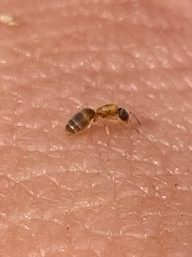 Tapinoma melanocephalum photo 98