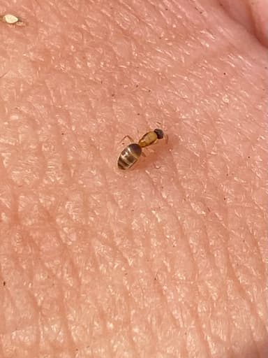 Tapinoma melanocephalum photo 99