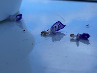 Tapinoma melanocephalum photo 101