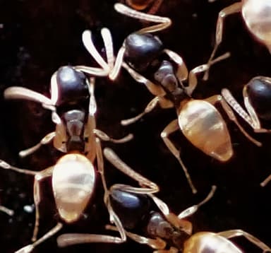 Tapinoma melanocephalum photo 109