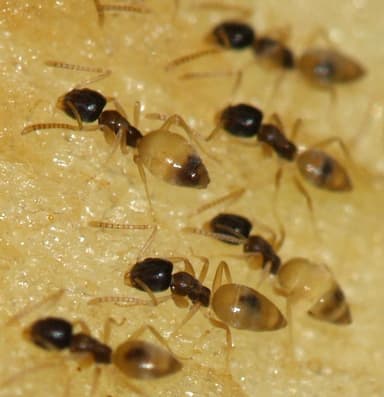 Tapinoma melanocephalum — colony photo 110