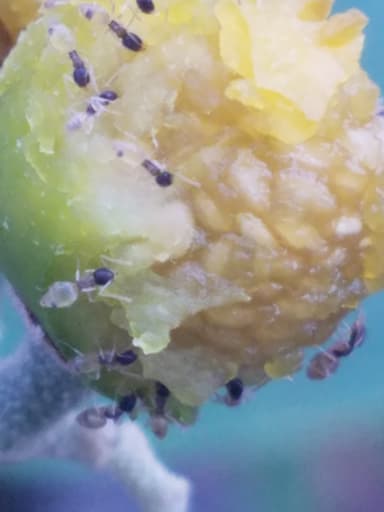 Tapinoma melanocephalum photo 111