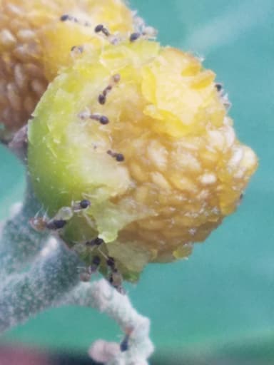 Tapinoma melanocephalum photo 112