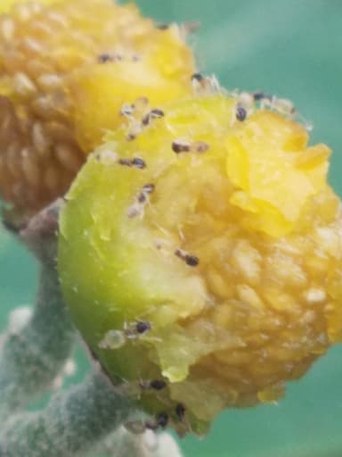 Tapinoma melanocephalum photo 113