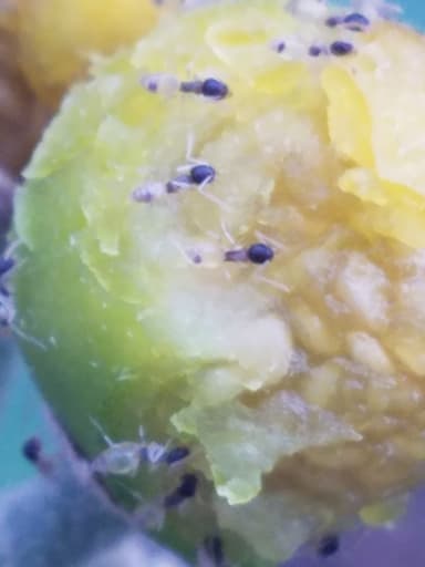 Tapinoma melanocephalum photo 115