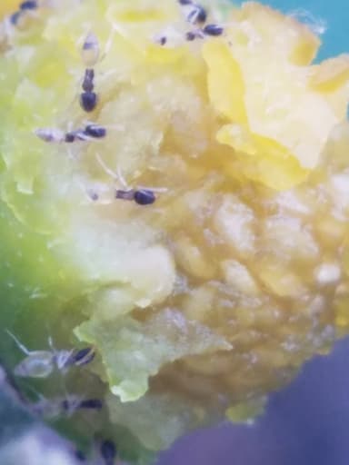 Tapinoma melanocephalum photo 116