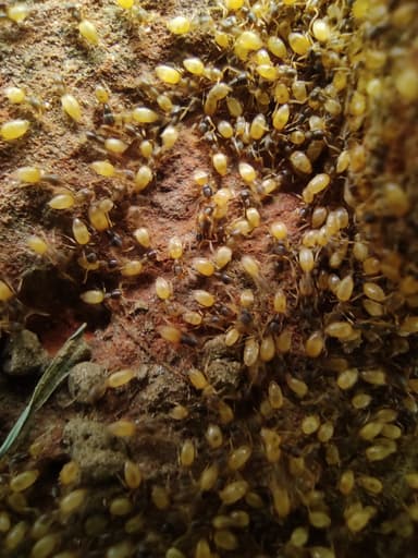 Tapinoma melanocephalum photo 117