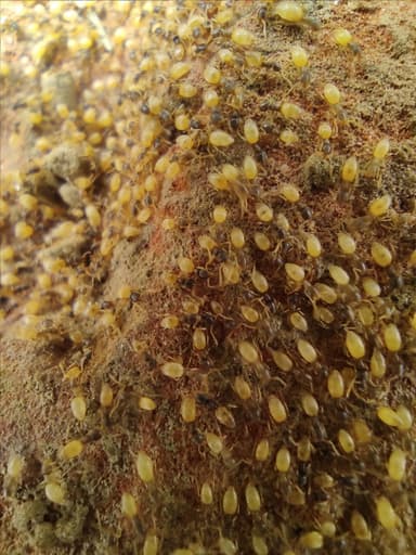 Tapinoma melanocephalum photo 118