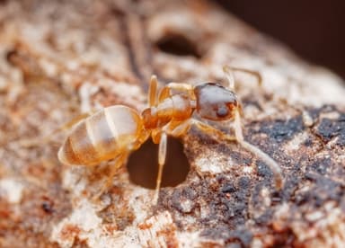 Tapinoma melanocephalum photo 119