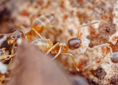 Tapinoma melanocephalum photo 120