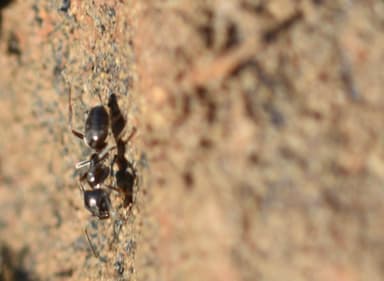 Tapinoma nigerrimum photo 3