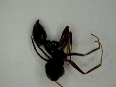 Tapinoma nigerrimum photo 6