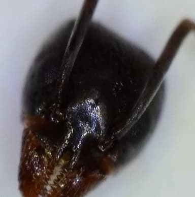 Tapinoma nigerrimum photo 7