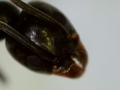 Tapinoma nigerrimum photo 8