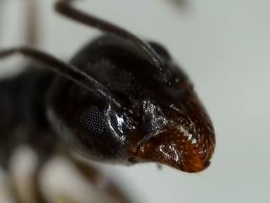 Tapinoma nigerrimum photo 9