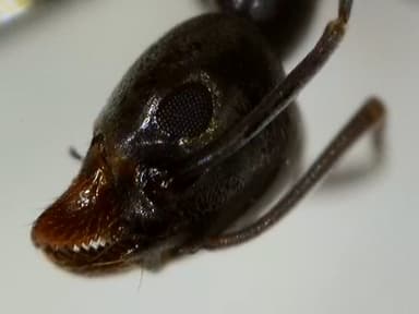 Tapinoma nigerrimum photo 10