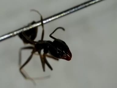 Tapinoma nigerrimum photo 11