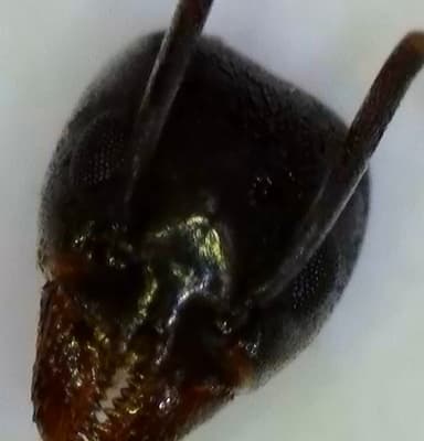 Tapinoma nigerrimum photo 12