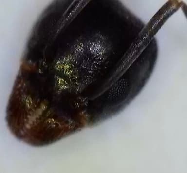 Tapinoma nigerrimum photo 13