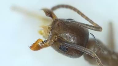Tapinoma nigerrimum photo 15