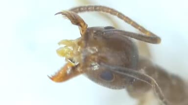 Tapinoma nigerrimum photo 17