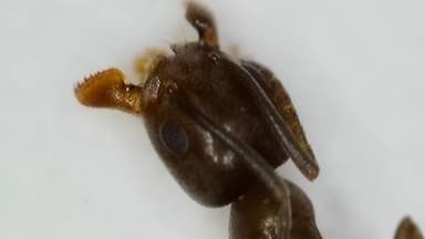 Tapinoma nigerrimum photo 19