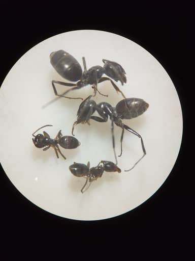 Tapinoma nigerrimum — worker photo 20
