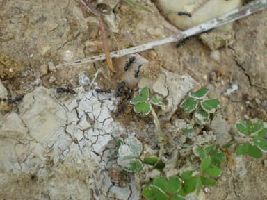 Tapinoma nigerrimum photo 22