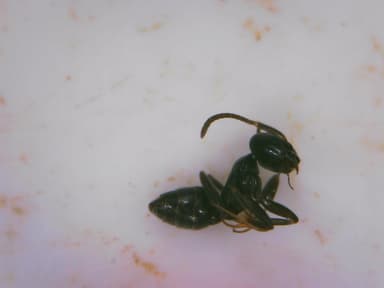 Tapinoma nigerrimum photo 29