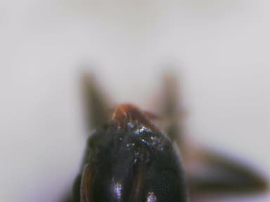 Tapinoma nigerrimum photo 30
