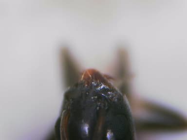 Tapinoma nigerrimum photo 31