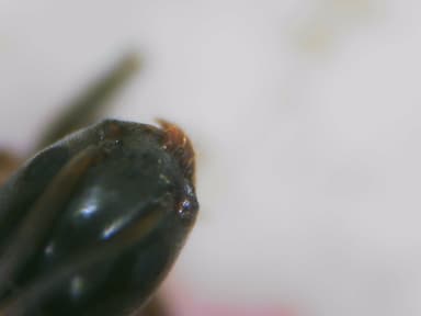 Tapinoma nigerrimum photo 32