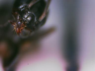 Tapinoma nigerrimum photo 34